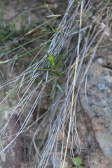 Crassula subulata subulata