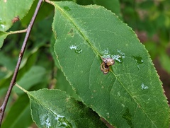 Coptodisca splendoriferella