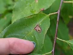 Coptodisca splendoriferella