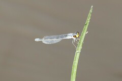 Pseudagrion citricola