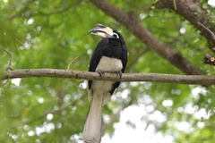 Anthracoceros albirostris