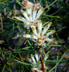 Petrophile brevifolia