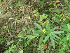Cirsium arvense integrifolium