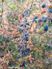 Berberis hispanica