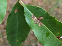 Coptodisca splendoriferella
