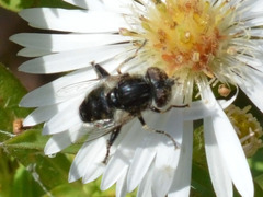 Eristalinus sepulchralis