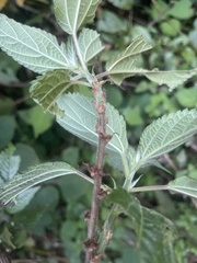 Pouzolzia parasitica