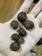 Sauroconcha corneovirens