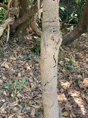 Lygodactylus capensis