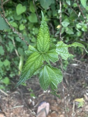Pouzolzia parasitica