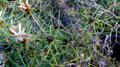 Petrophile brevifolia