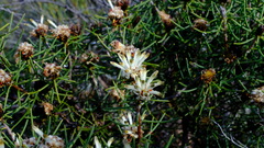Petrophile brevifolia