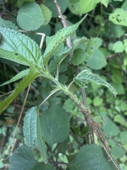 Pouzolzia parasitica