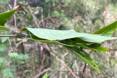 Cryptoptila australana