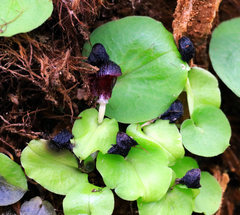 Corybas grumulus