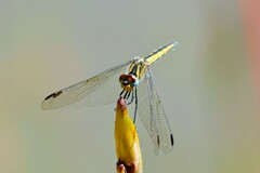 Trithemis dorsalis