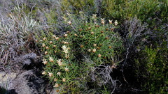 Petrophile brevifolia