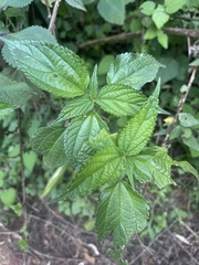 Pouzolzia parasitica