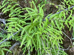 Gleichenia