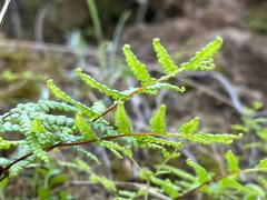 Gleichenia