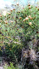 Petrophile brevifolia