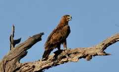 Aquila rapax