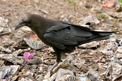 Corvus edithae