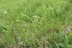Eremogone