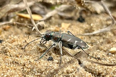 Cicindela tranquebarica