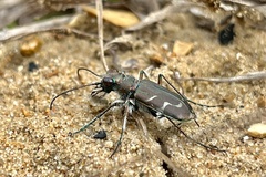 Cicindela tranquebarica