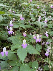 Impatiens balfourii