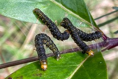 Cryptoptila australana