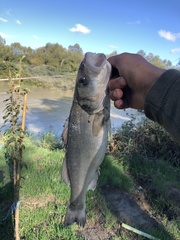 Dicentrarchus labrax