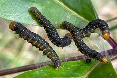 Cryptoptila australana