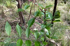Cryptoptila australana