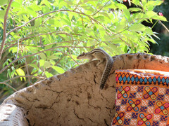 Funambulus pennantii