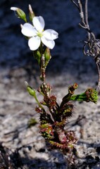 Drosera porrecta
