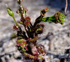 Drosera porrecta