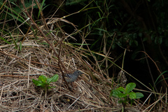 Thamnophilus pelzelni