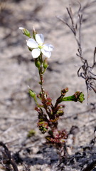 Drosera porrecta