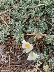 Helianthemum