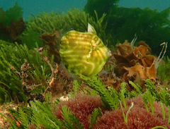 Brachaluteres jacksonianus