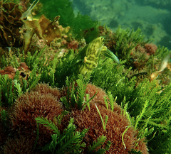 Brachaluteres jacksonianus