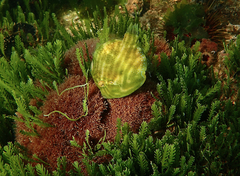 Brachaluteres jacksonianus