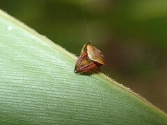 Araneus cyrtarachnoides