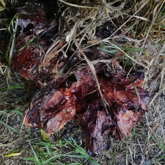 Fistulina hepatica