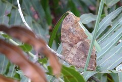 Melanitis leda bankia
