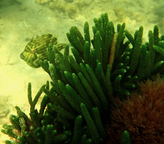 Brachaluteres jacksonianus