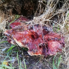 Fistulina hepatica