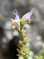 Clinopodium nepeta